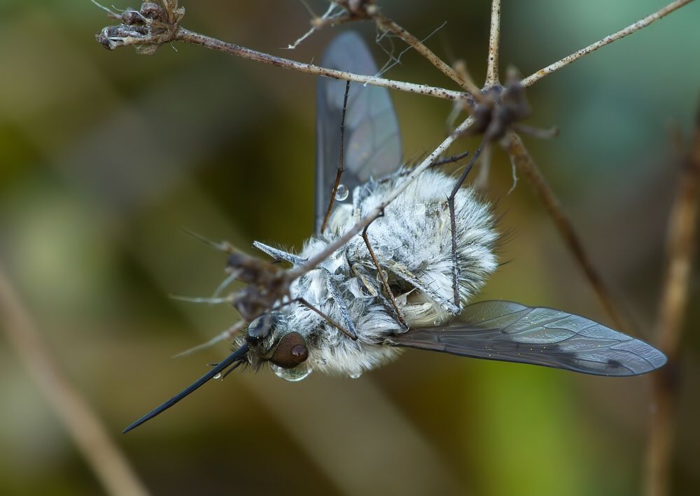 Bombylius fimbriatus