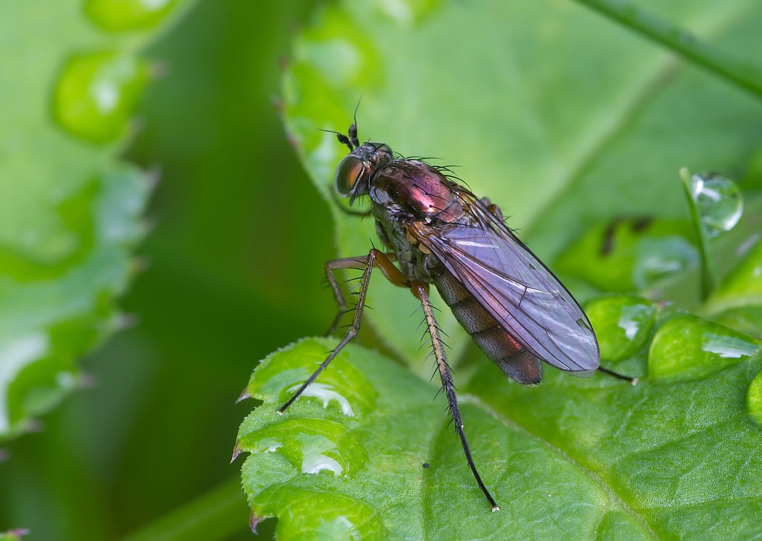 Dolichopus migrans
