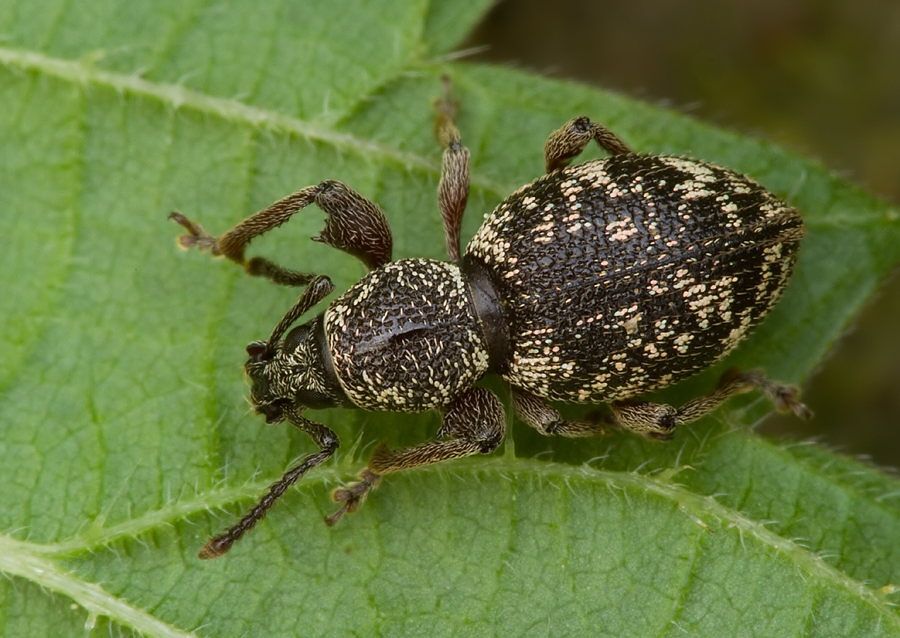 Otiorhynchus fullo