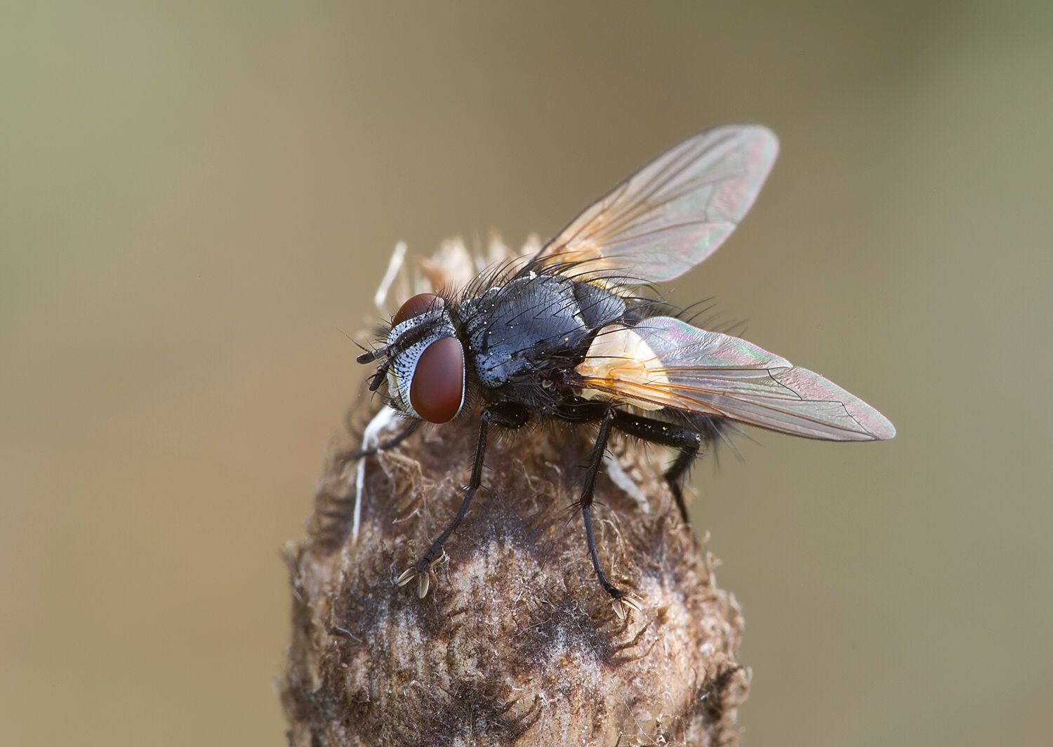 Eulabidogaster setifacies