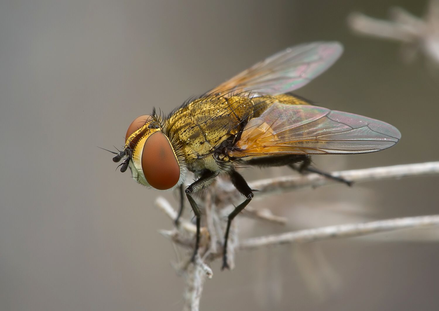 Clytiomya continua
