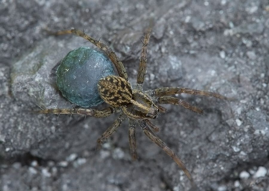 Pardosa sp.