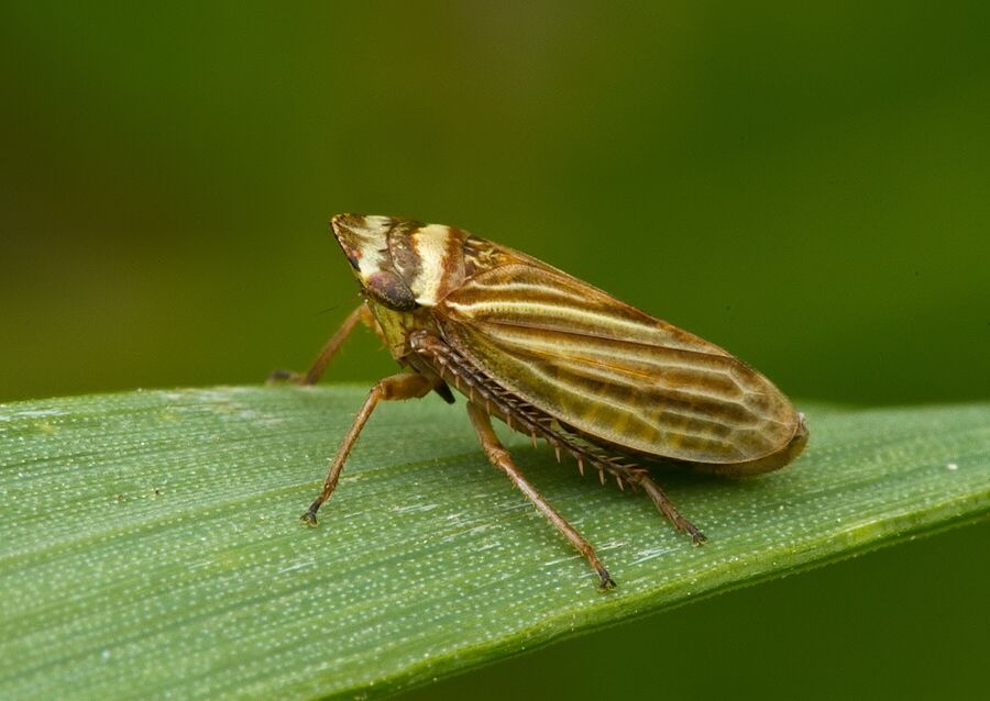 Aphrodes makarovi