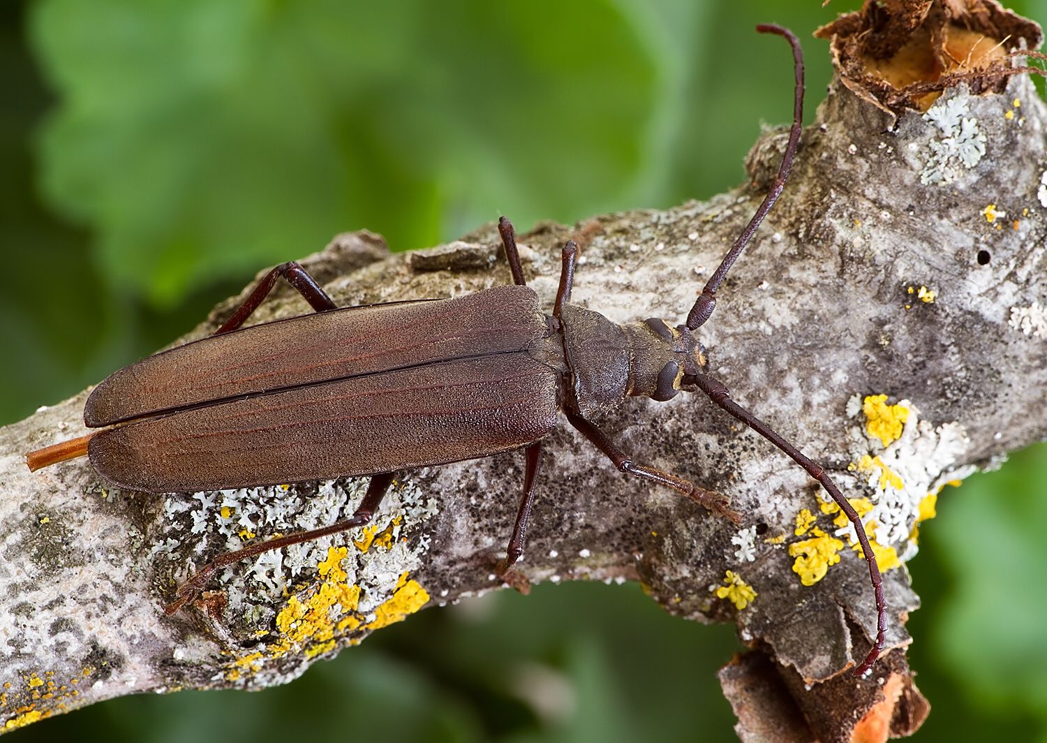 Aegosoma scabricorne