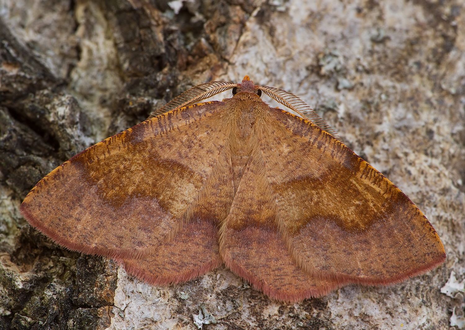 Plagodis pulveraria