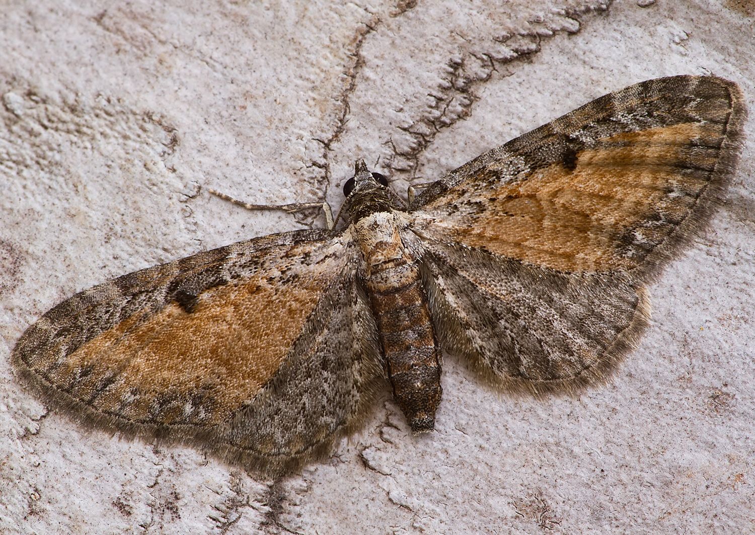 Eupithecia icterata