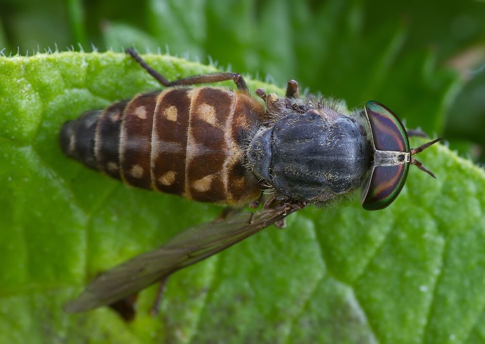 Tabanus glaucopis
