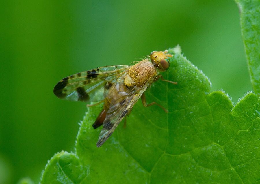 Xyphosia miliaria