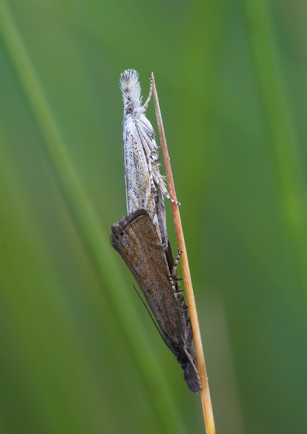 Platytes cerussella