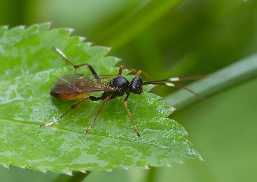 Cryptinae