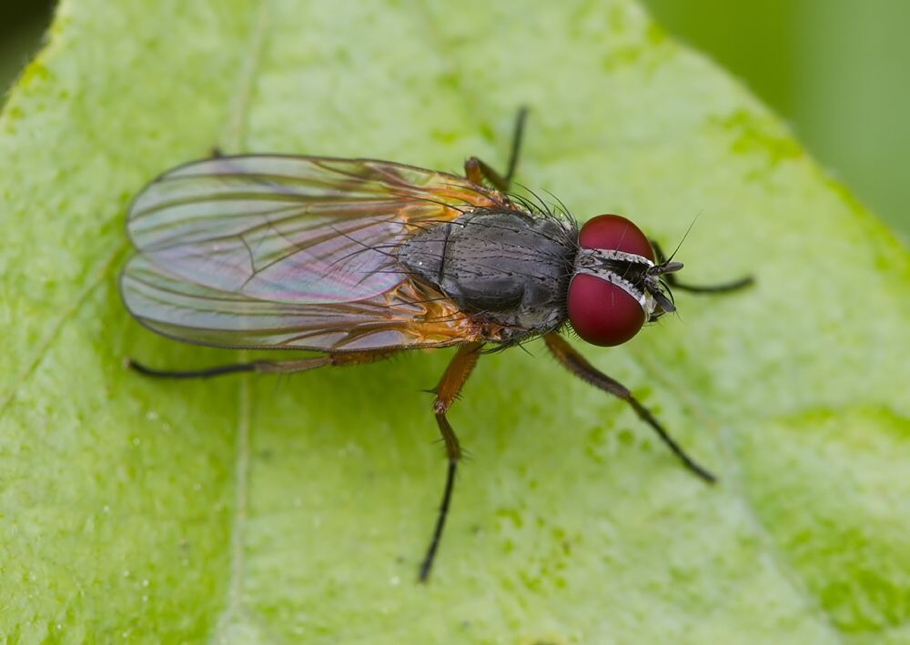 Hylemya nigrimana