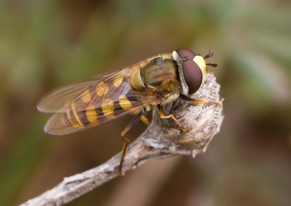 Eupeodes corollae
