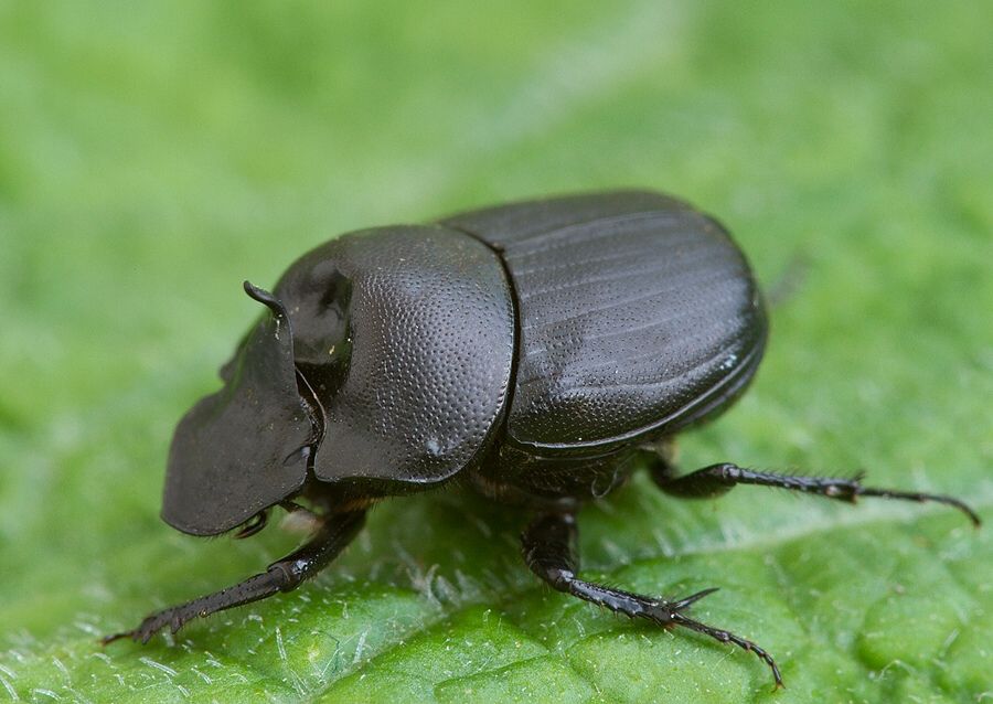 Onthophagus verticicornis