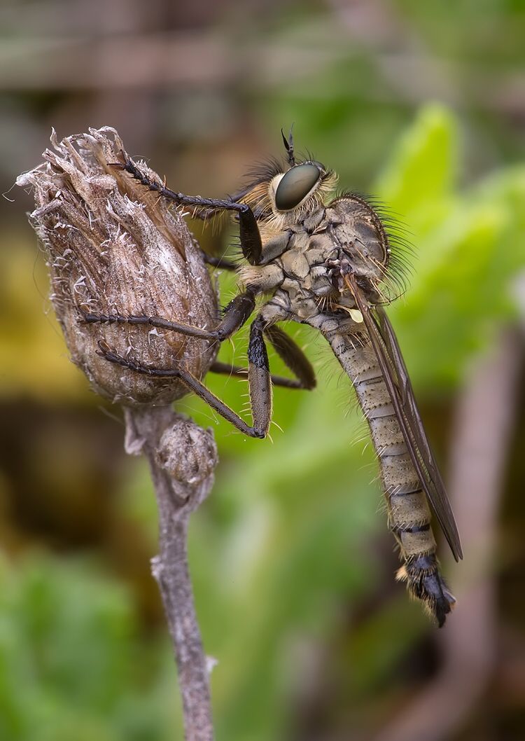 Dysmachus fuscipennis