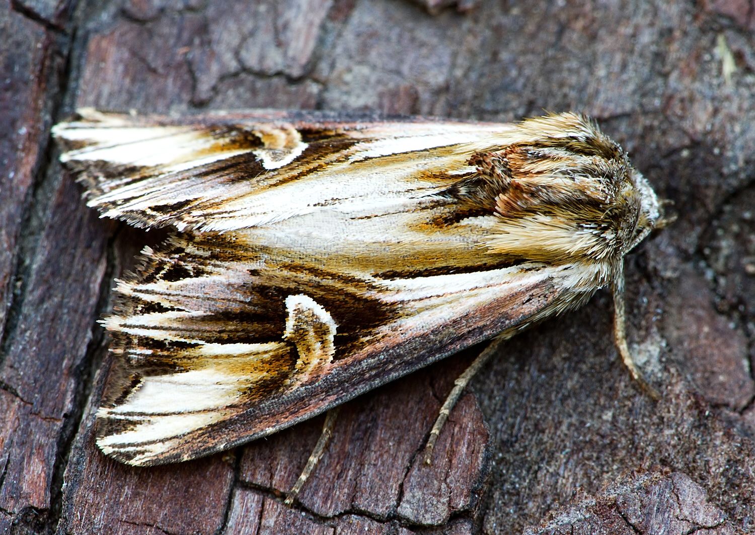 Actinotia polyodon