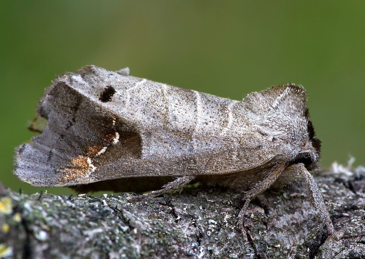 Clostera anachoreta