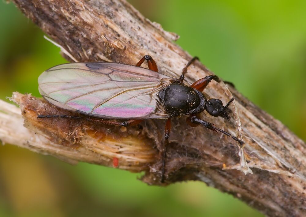 Bibio varipes