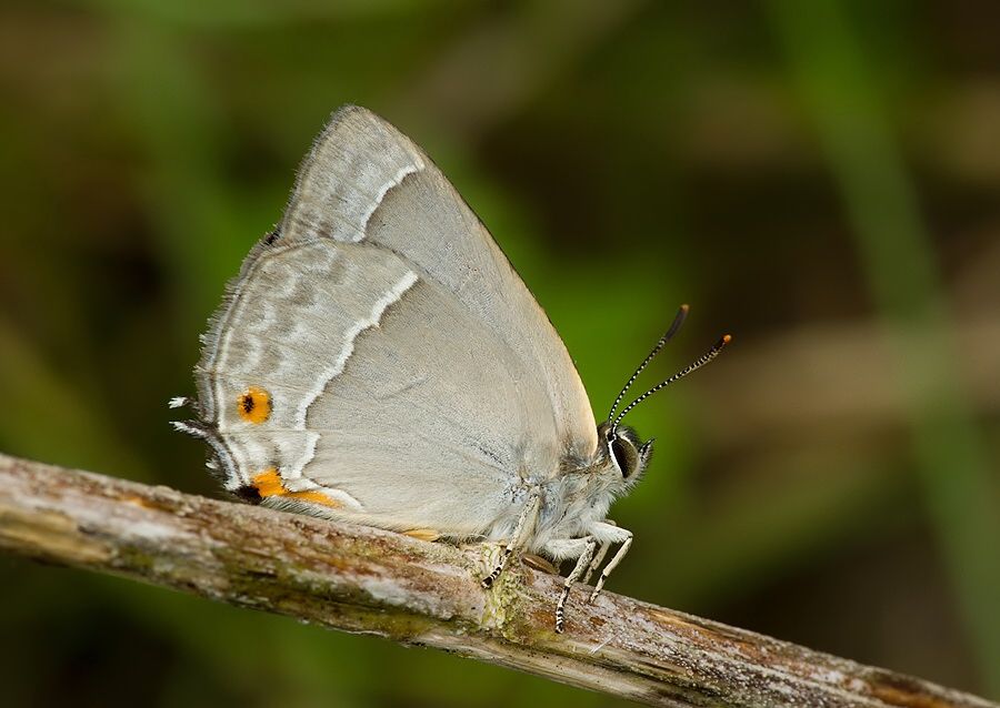 Neozephyrus quercus