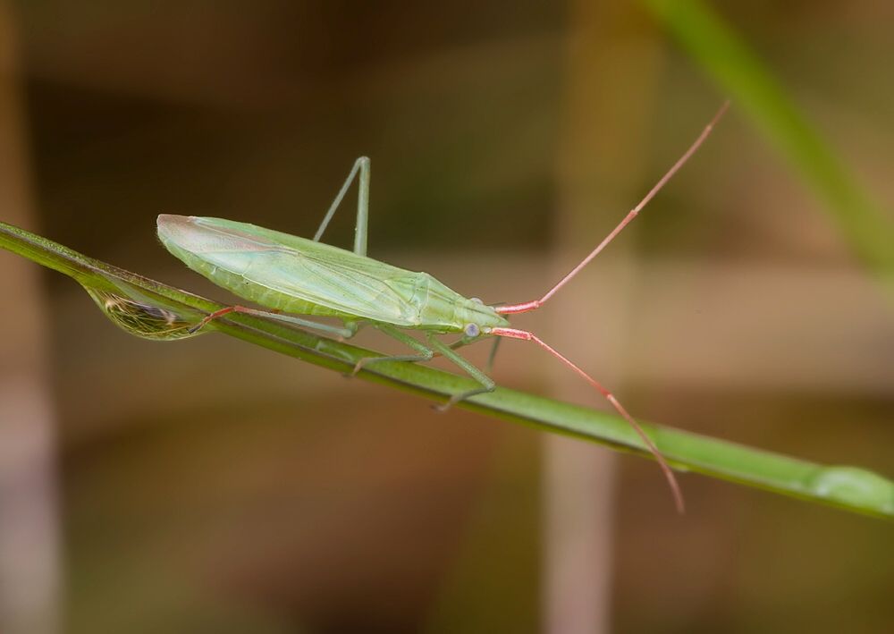 Trigonotylus ruficornis