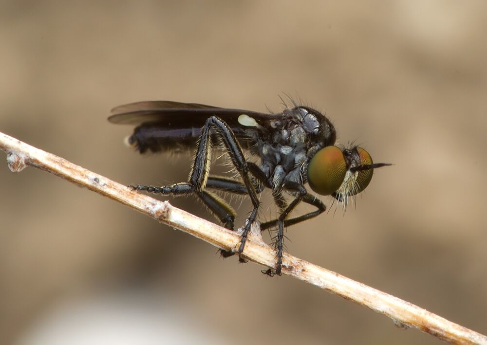 Holopogon dimidiatus