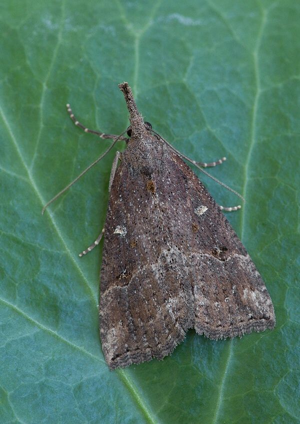 Hypena rostralis
