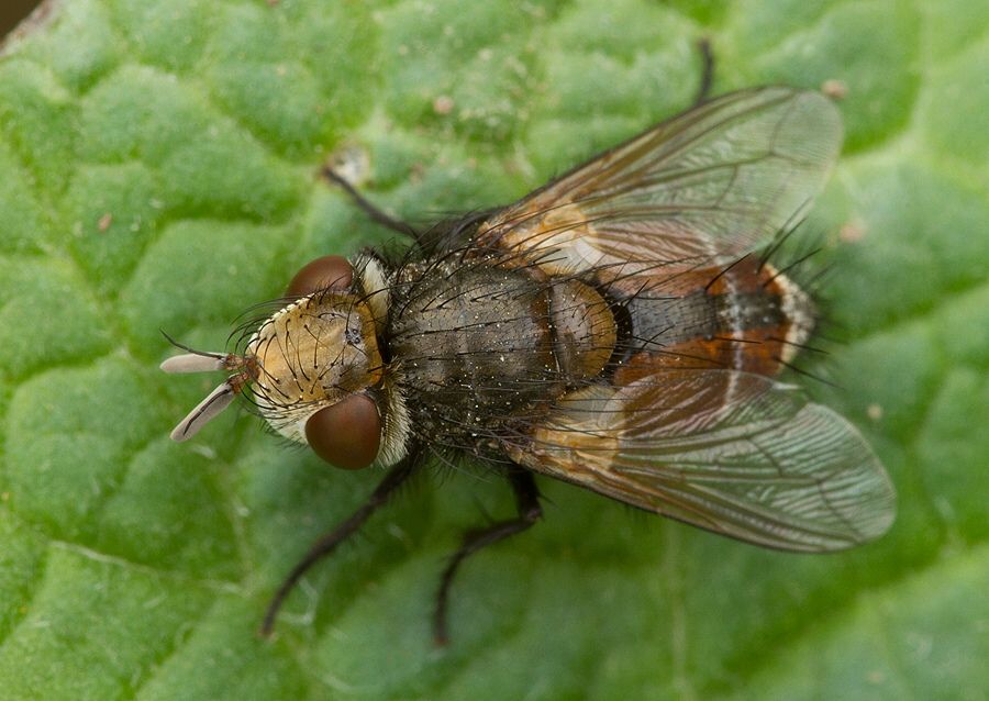 Gonia ornata