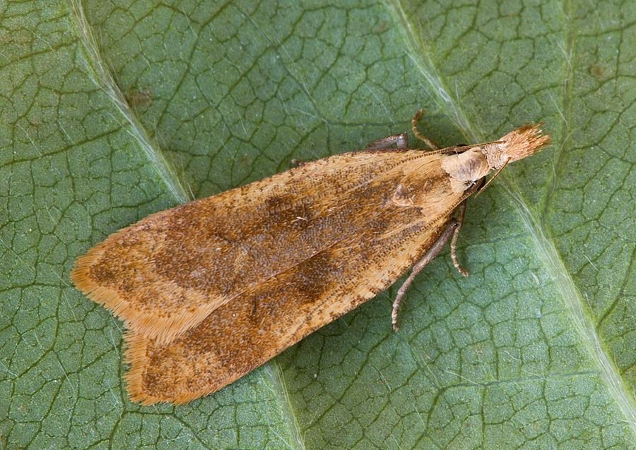 Dichomeris derasella