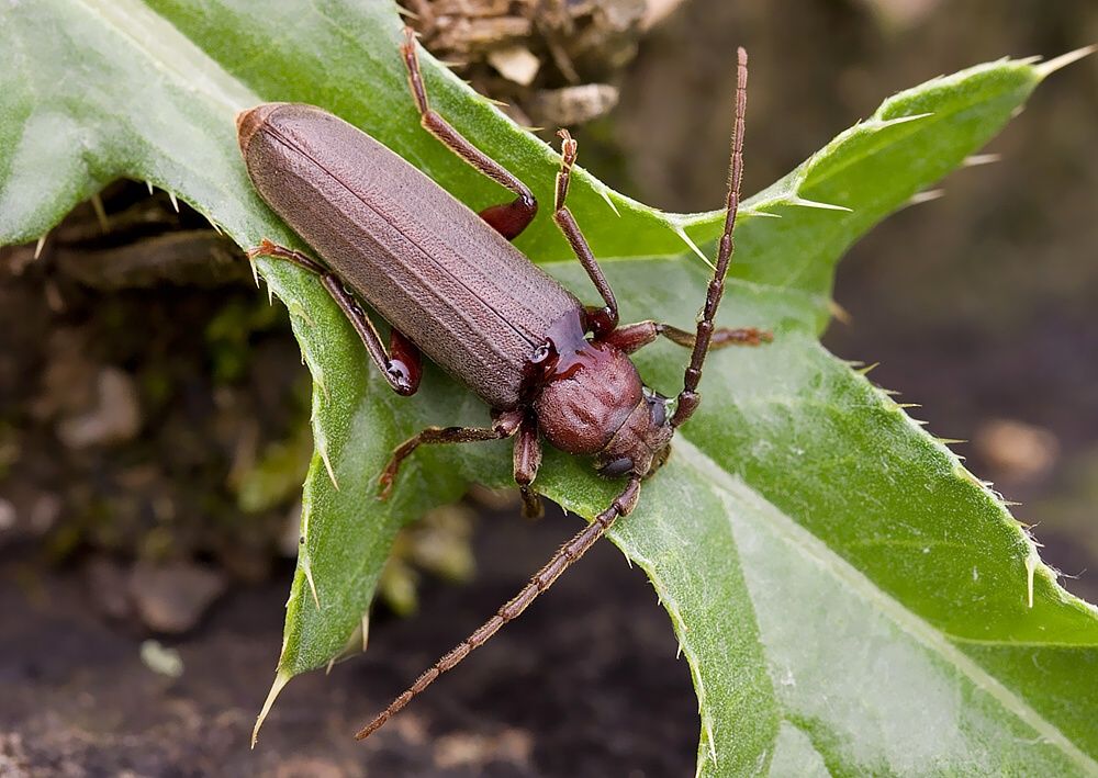 Arhopalus rusticus