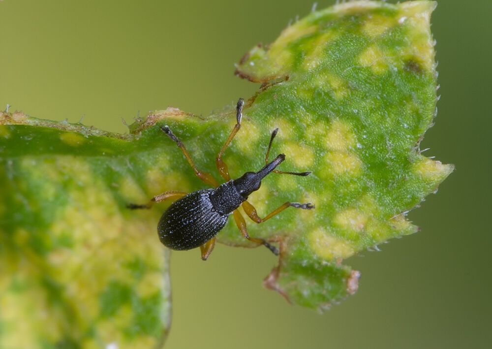 Protapion fulvipes