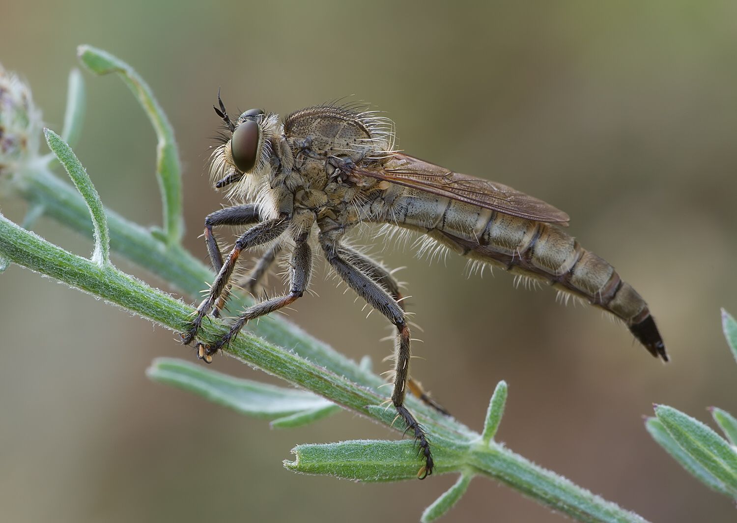 Machimus rusticus