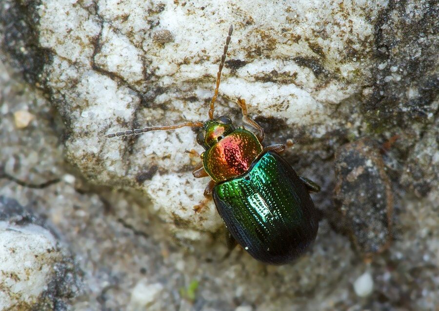 Crepidodera aurata