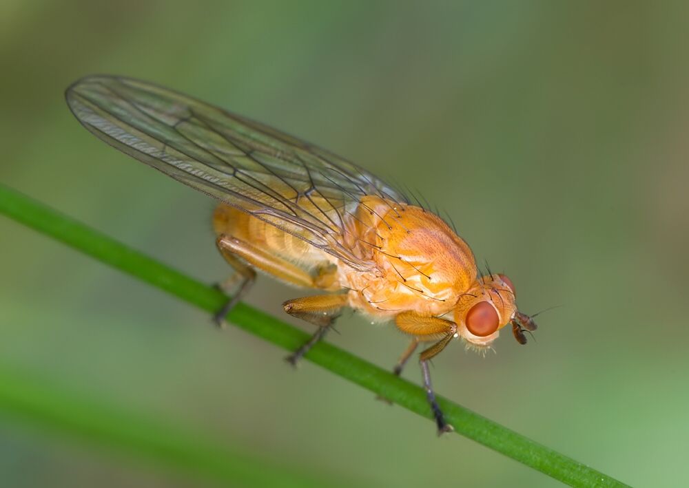 Sapromyza obsoleta