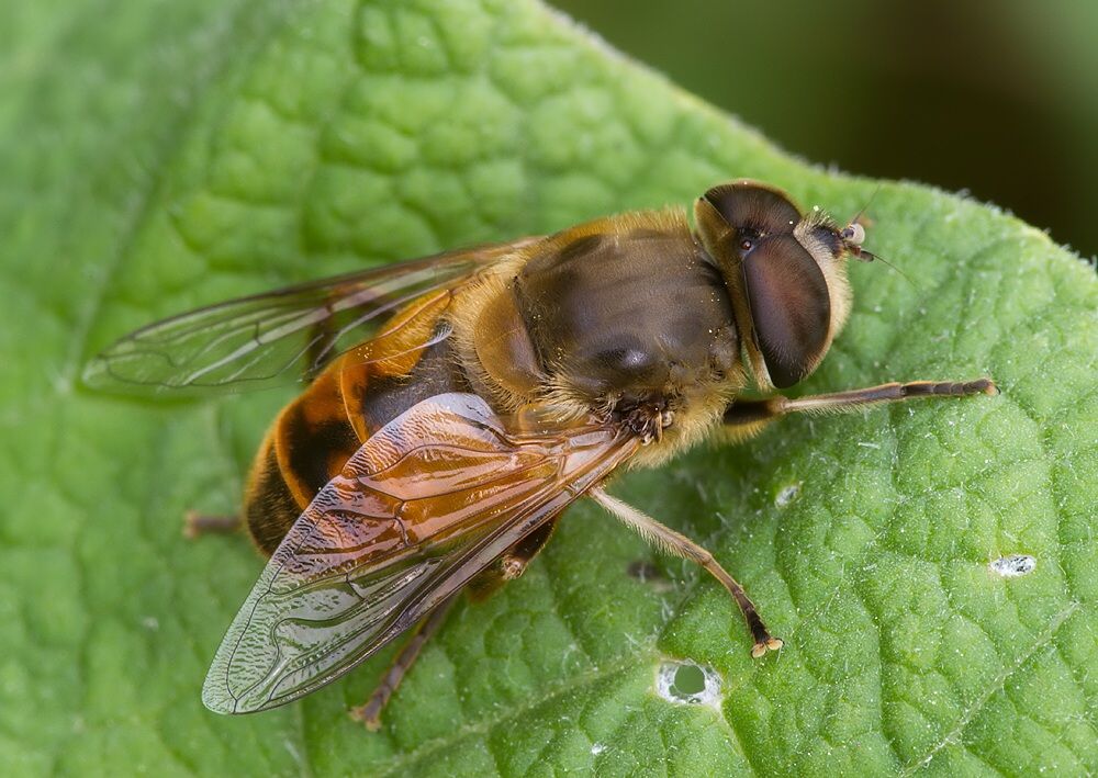 Eristalis arbustorum