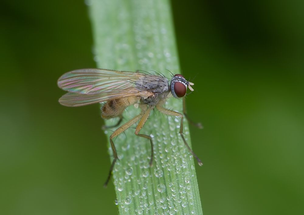 Coenosia mollicula