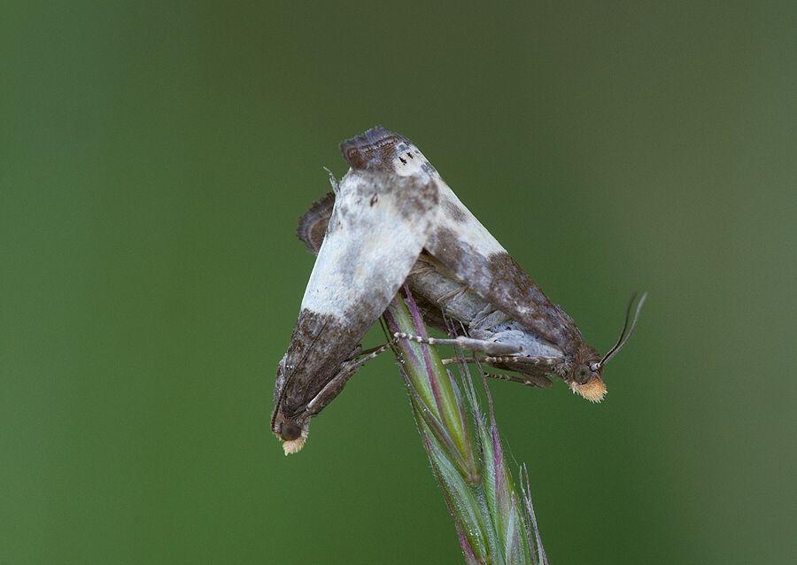 Notocelia cynosbatella