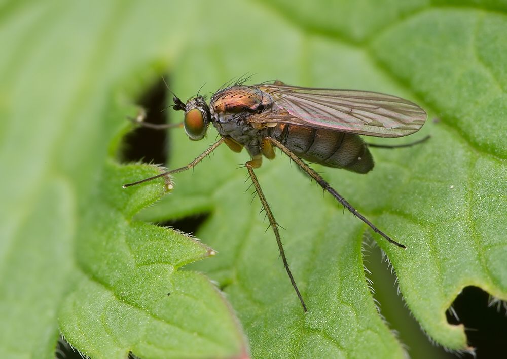 Dolichopus claviger