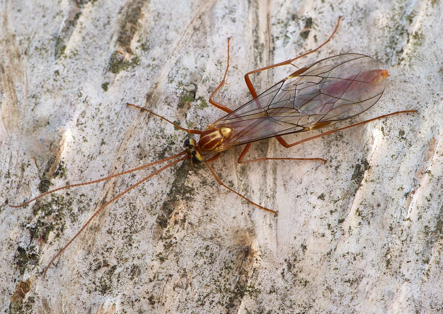Ophion obscuratus