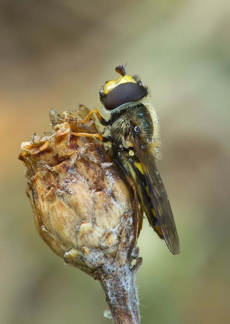 Eupeodes corollae