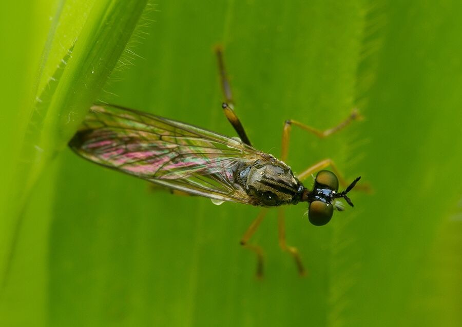 Dioctria hyalipennis