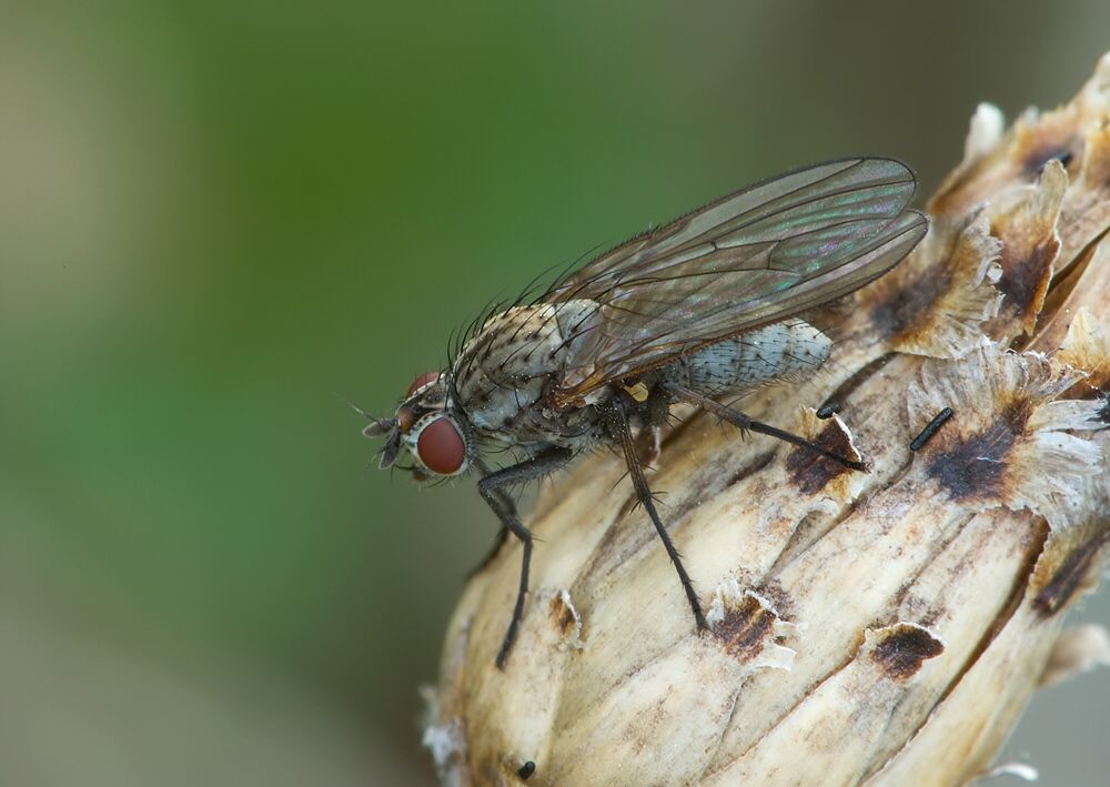 Hylemya nigrimana