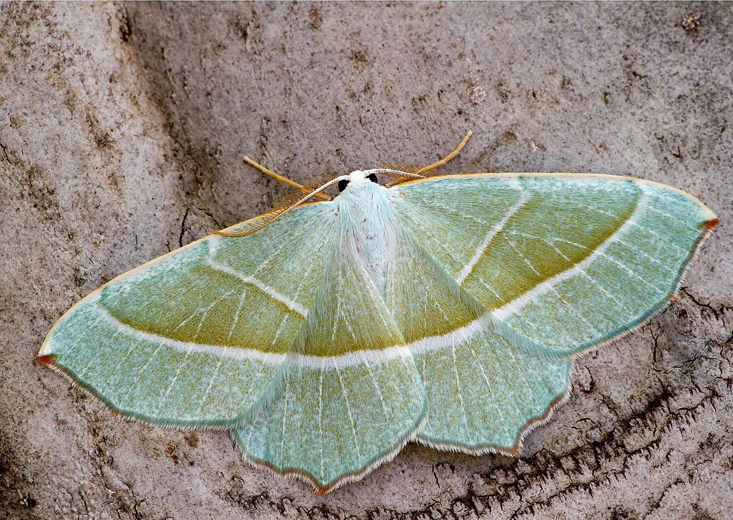 Campaea margaritaria