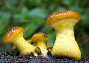 Armillaria gallica