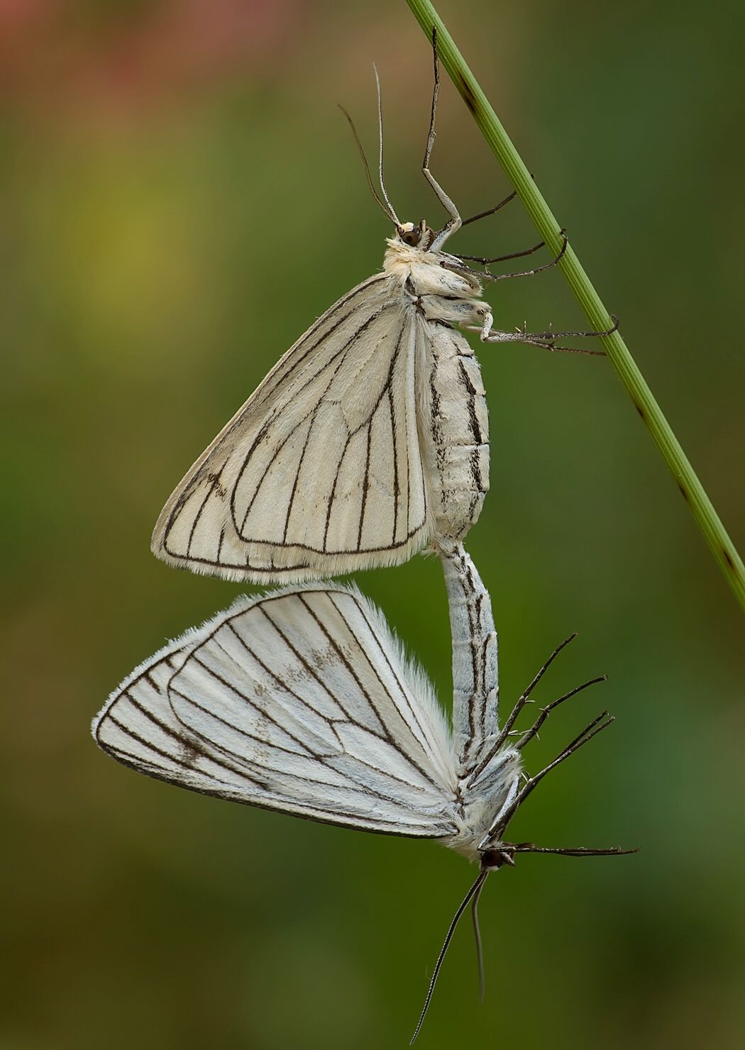 Siona lineata