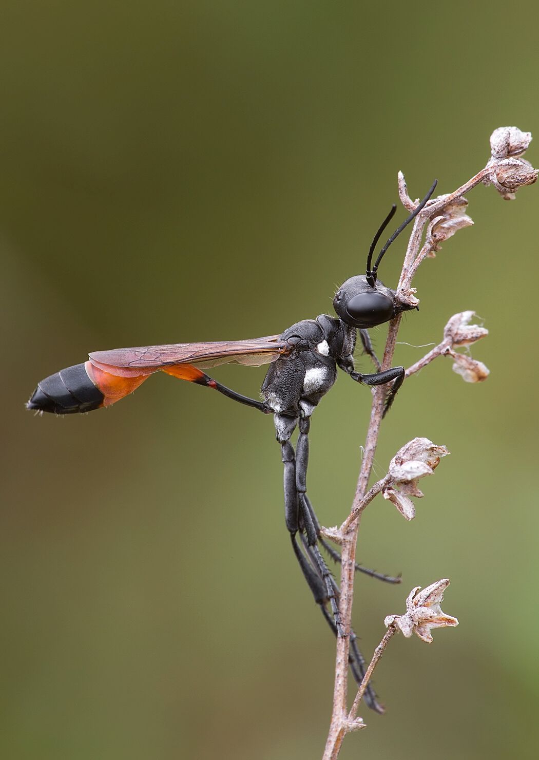 Ammophila campestris
