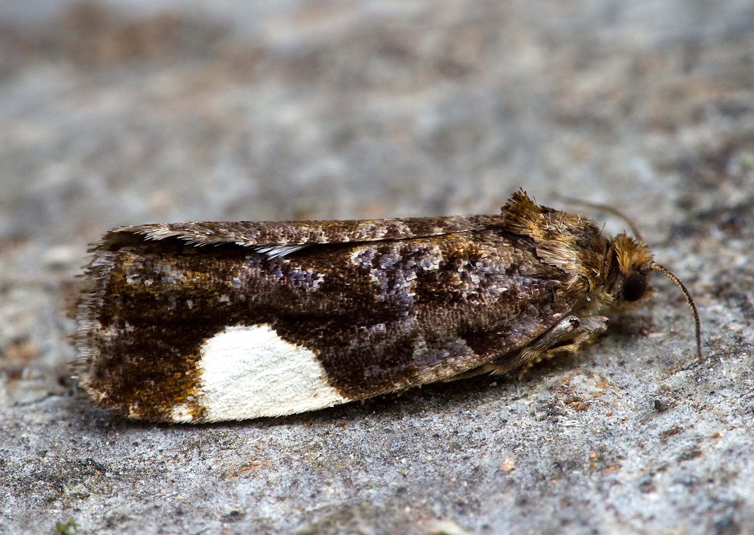 Hedya dimidiana