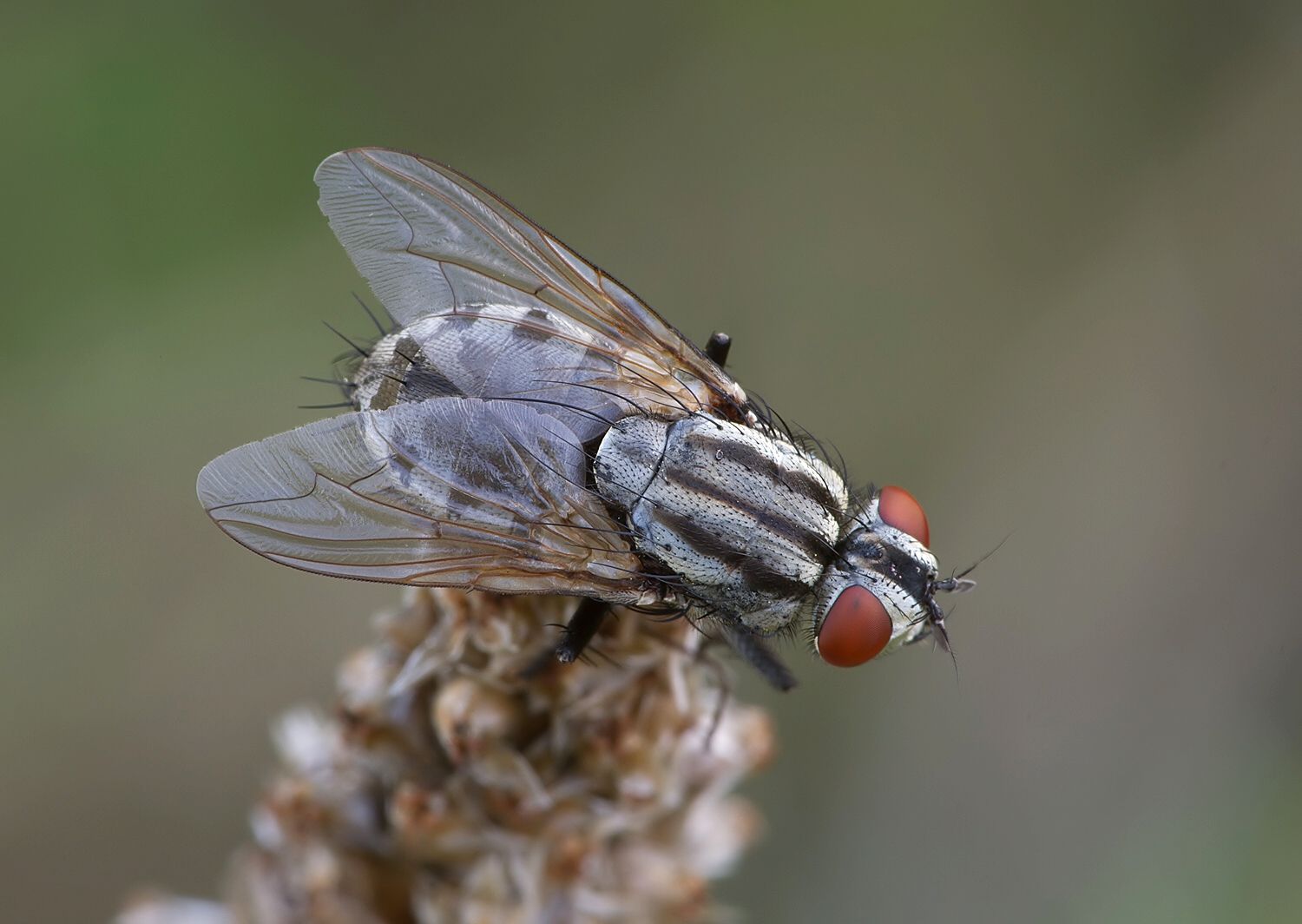 Agria mamillata
