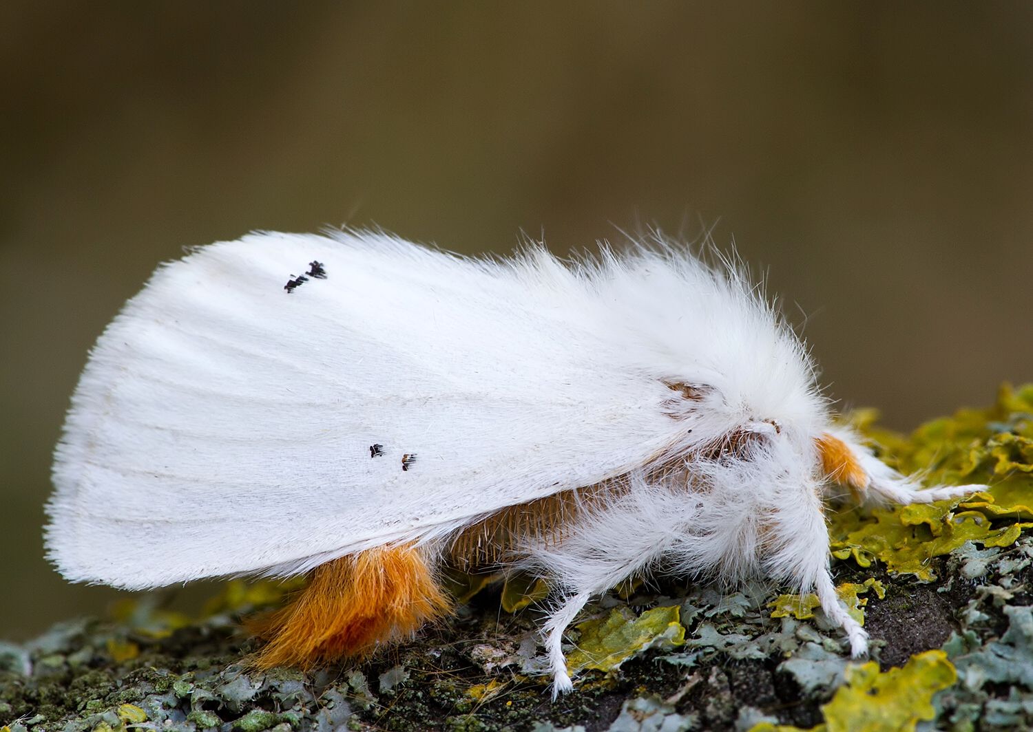 Euproctis chrysorrhoea