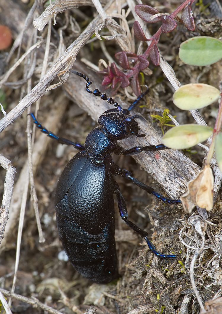 Meloe proscarabaeus