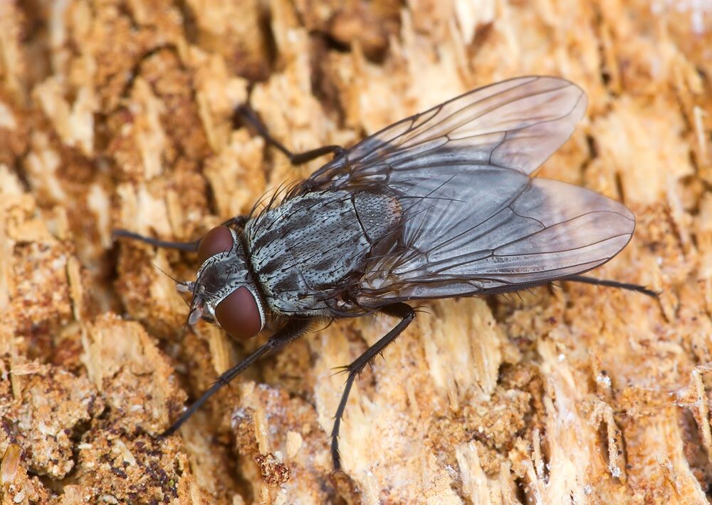 Muscina prolapsa
