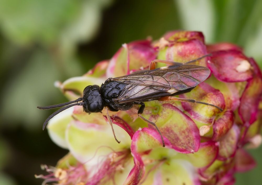 Allantus cinctus